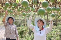 <b>蔓攀附支架肆意发展</b>